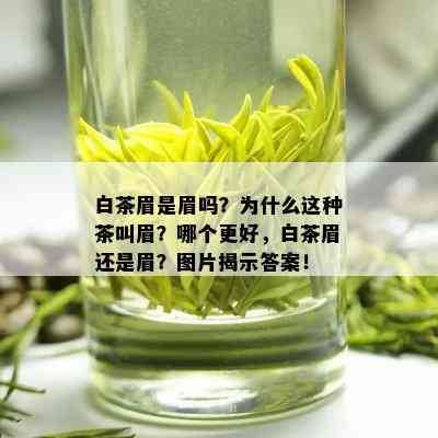 白茶眉是眉吗？为什么这种茶叫眉？哪个更好，白茶眉还是眉？图片揭示答案！