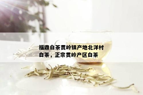 福鼎白茶贯岭镇产地北洋村白茶，正宗贯岭产区白茶