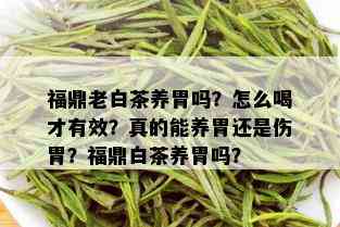 福鼎老白茶养胃吗？怎么喝才有效？真的能养胃还是伤胃？福鼎白茶养胃吗？