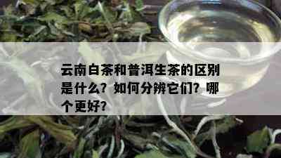 云南白茶和普洱生茶的区别是什么？如何分辨它们？哪个更好？