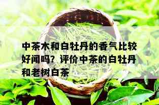 中茶木和白牡丹的香气比较好闻吗？评价中茶的白牡丹和老树白茶