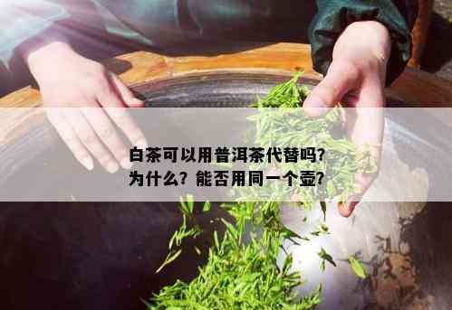 白茶可以用普洱茶代替吗？为什么？能否用同一个壶？