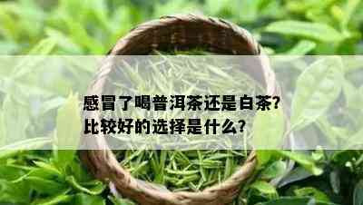 感冒了喝普洱茶还是白茶？比较好的选择是什么？