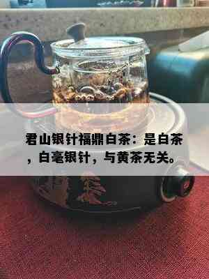 君山银针福鼎白茶：是白茶，白毫银针，与黄茶无关。