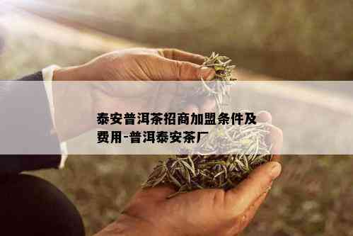 泰安普洱茶招商加盟条件及费用-普洱泰安茶厂