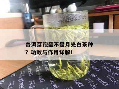 普洱芽孢是不是月光白茶种？功效与作用详解！