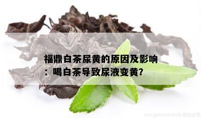 福鼎白茶尿黄的原因及影响：喝白茶导致尿液变黄？