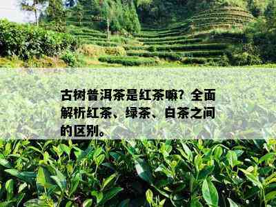 古树普洱茶是红茶嘛？全面解析红茶、绿茶、白茶之间的区别。