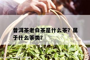 普洱茶老白茶是什么茶？属于什么茶类？