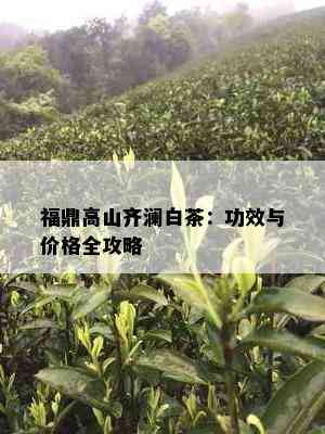 福鼎高山齐澜白茶：功效与价格全攻略