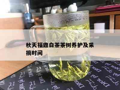 秋天福鼎白茶茶树养护及采摘时间