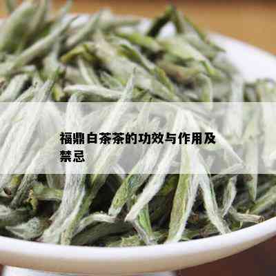 福鼎白茶茶的功效与作用及禁忌