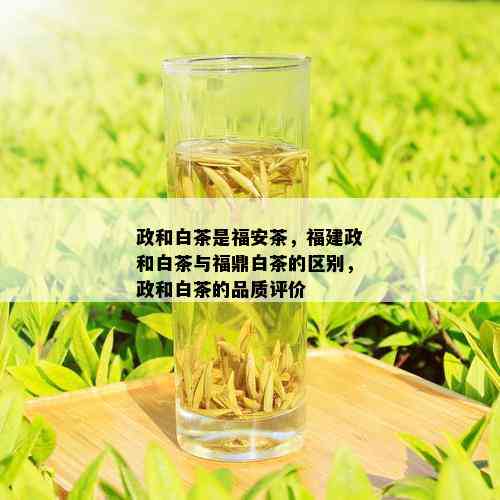 政和白茶是福安茶，福建政和白茶与福鼎白茶的区别，政和白茶的品质评价