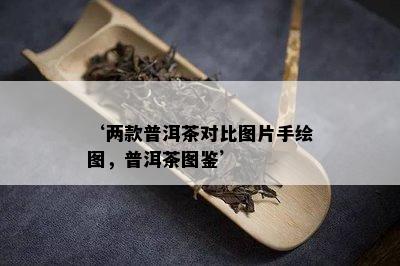 ‘两款普洱茶对比图片手绘图，普洱茶图鉴’