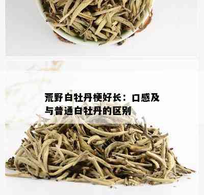 荒野白牡丹梗好长：口感及与普通白牡丹的区别