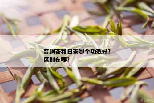 普洱茶和白茶哪个功效好？区别在哪？