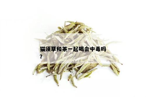 猫须草和茶一起喝会中吗？