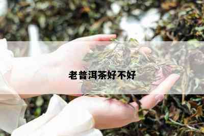 老普洱茶好不好