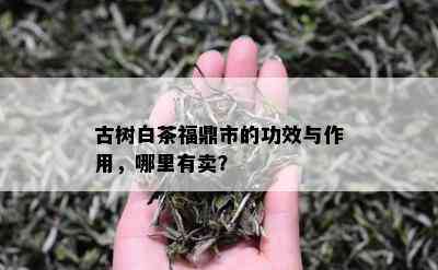 古树白茶福鼎市的功效与作用，哪里有卖？