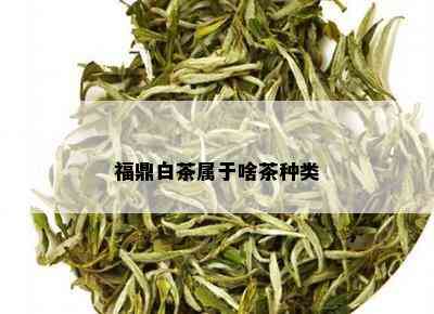 福鼎白茶属于啥茶种类