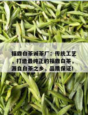 福鼎白茶诚茶厂：传统工艺，打造最纯正的福鼎白茶，源自白茶之乡，品质保证！