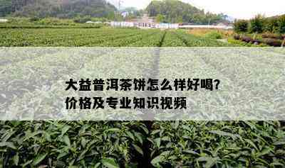 大益普洱茶饼怎么样好喝？价格及专业知识视频