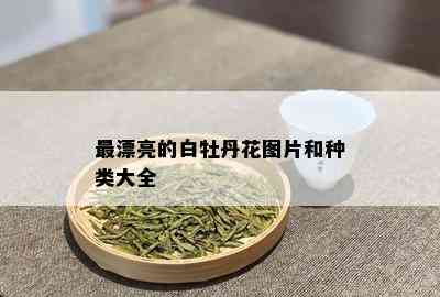 最漂亮的白牡丹花图片和种类大全