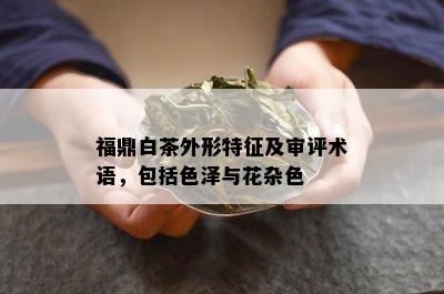 福鼎白茶外形特征及审评术语，包括色泽与花杂色