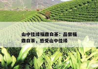 山中佳缘福鼎白茶：品尝福鼎白茶，感受山中佳缘