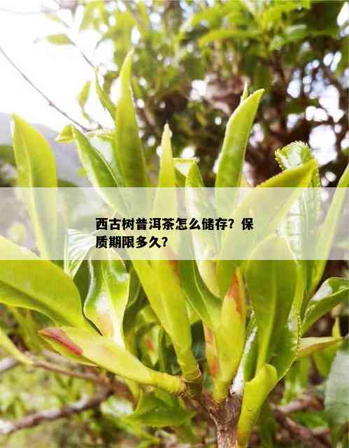 西古树普洱茶怎么储存？保质期限多久？