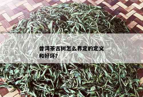 普洱茶古树怎么界定的定义和好坏？