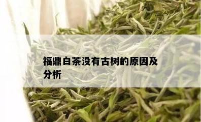 福鼎白茶没有古树的原因及分析