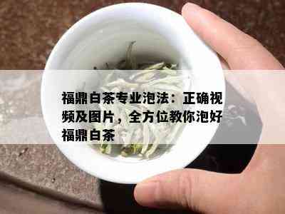 福鼎白茶专业泡法：正确视频及图片，全方位教你泡好福鼎白茶