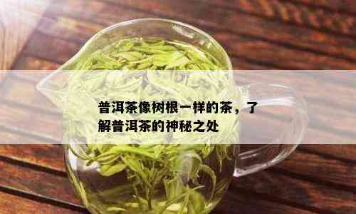 普洱茶像树根一样的茶，了解普洱茶的神秘之处