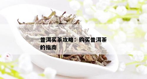 普洱买茶攻略：购买普洱茶的指南