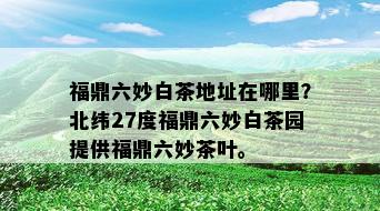 福鼎六妙白茶地址在哪里？北纬27度福鼎六妙白茶园提供福鼎六妙茶叶。