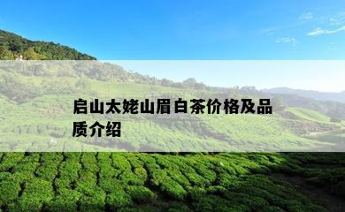 启山太姥山眉白茶价格及品质介绍