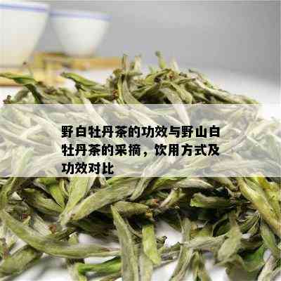 野白牡丹茶的功效与野山白牡丹茶的采摘，饮用方式及功效对比