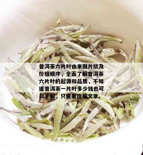 普洱茶六片叶由来图片欣及价格顺序，全面了解普洱茶六片叶的起源和品质，不知道普洱茶一片叶多少钱也可以了解，只需看这篇文章。