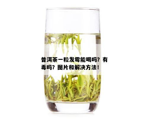 普洱茶一粒发霉能喝吗？有吗？图片和解决方法！