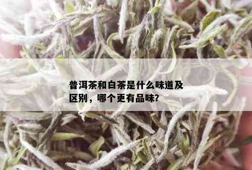 普洱茶和白茶是什么味道及区别，哪个更有品味？