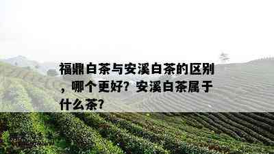 福鼎白茶与安溪白茶的区别，哪个更好？安溪白茶属于什么茶？