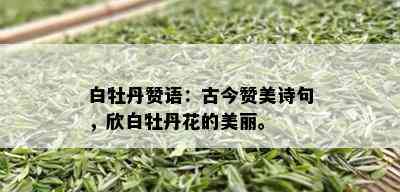 白牡丹赞语：古今赞美诗句，欣白牡丹花的美丽。