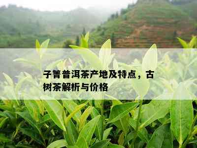 子箐普洱茶产地及特点，古树茶解析与价格