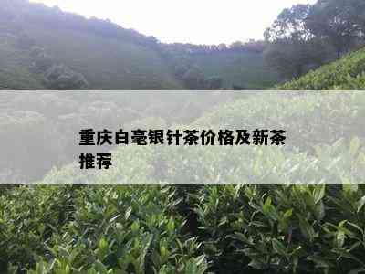 重庆白毫银针茶价格及新茶推荐