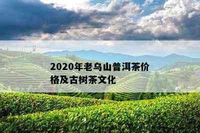 2020年老乌山普洱茶价格及古树茶文化