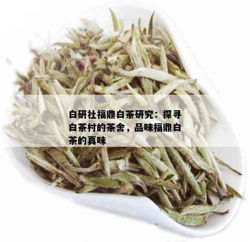 白研社福鼎白茶研究：探寻白茶村的茶舍，品味福鼎白茶的真味