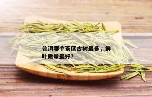 普洱哪个茶区古树最多，鲜叶质量更好？