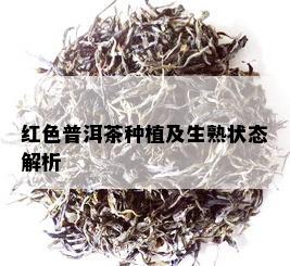 红色普洱茶种植及生熟状态解析