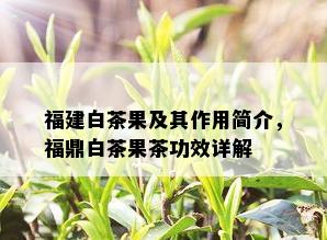 福建白茶果及其作用简介，福鼎白茶果茶功效详解